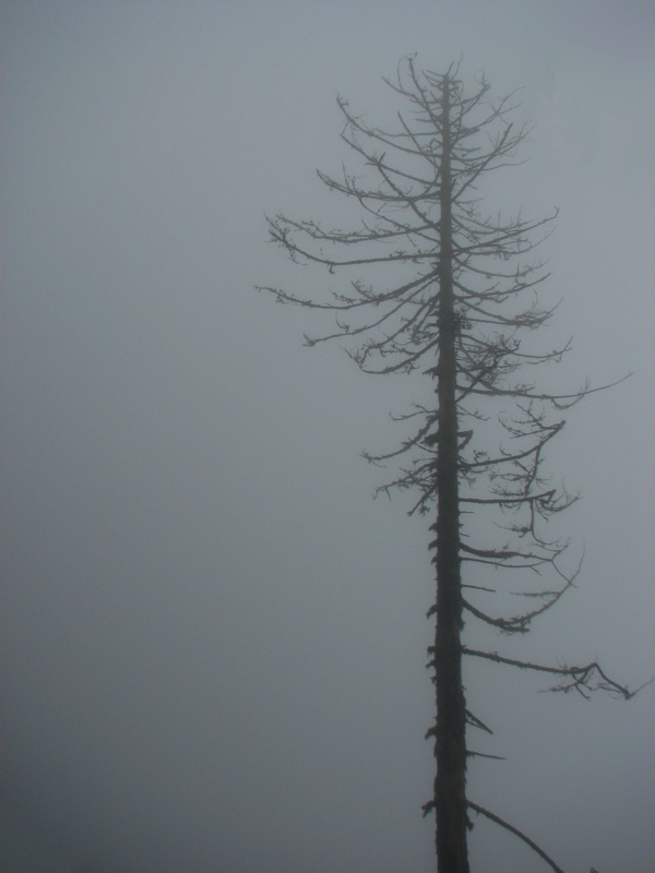 Misty Tree