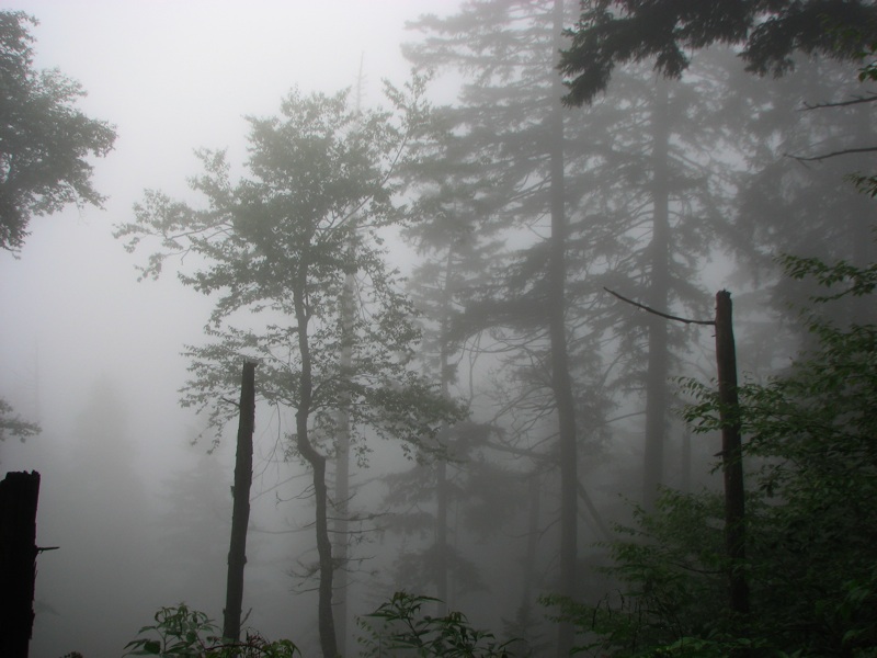 Misty View From The Alum Cave Trail - 02