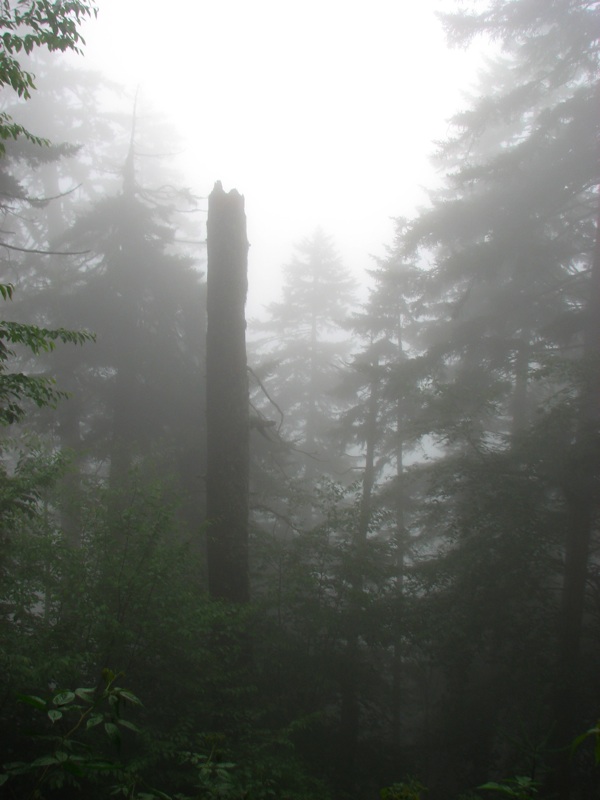 Misty View From The Alum Cave Trail - 03