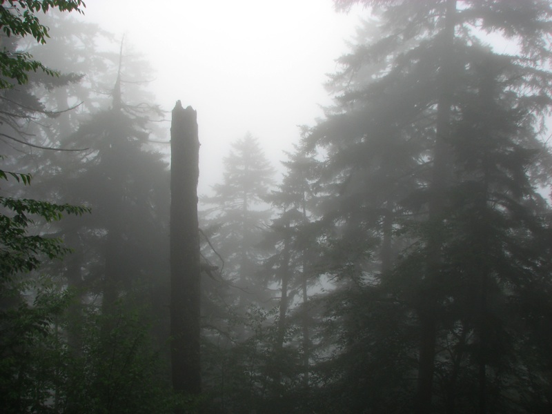 Misty View From The Alum Cave Trail - 04