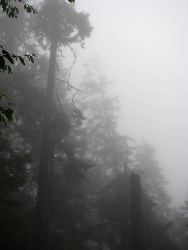 Misty View From The Alum Cave Trail - 05