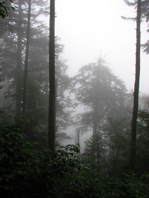 Misty View From The Alum Cave Trail - 06