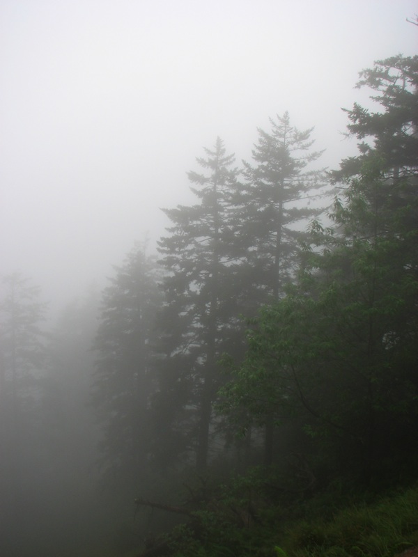 Misty View From The Alum Cave Trail - 08