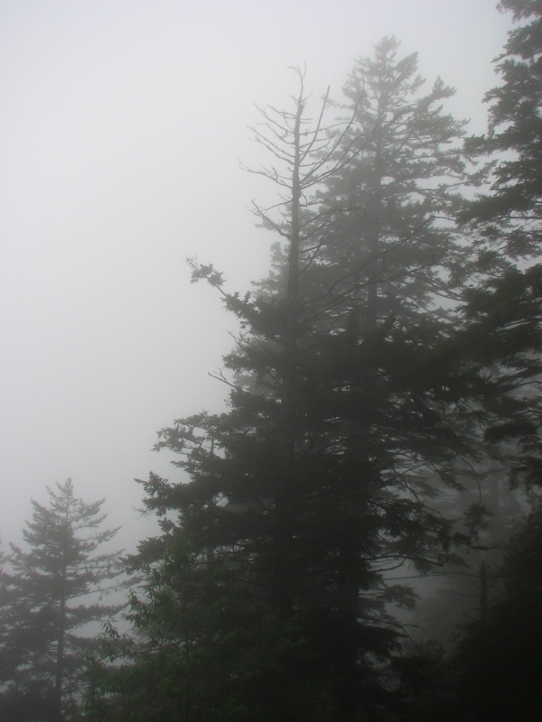 Misty View From The Alum Cave Trail - 09