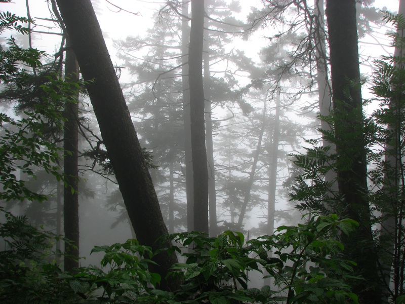Misty View From The Alum Cave Trail - 10
