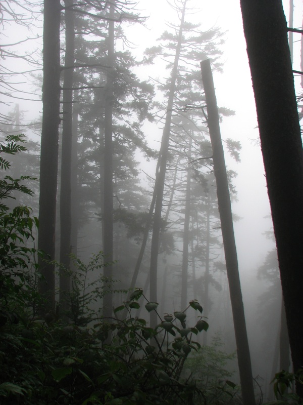 Misty View From The Alum Cave Trail - 11