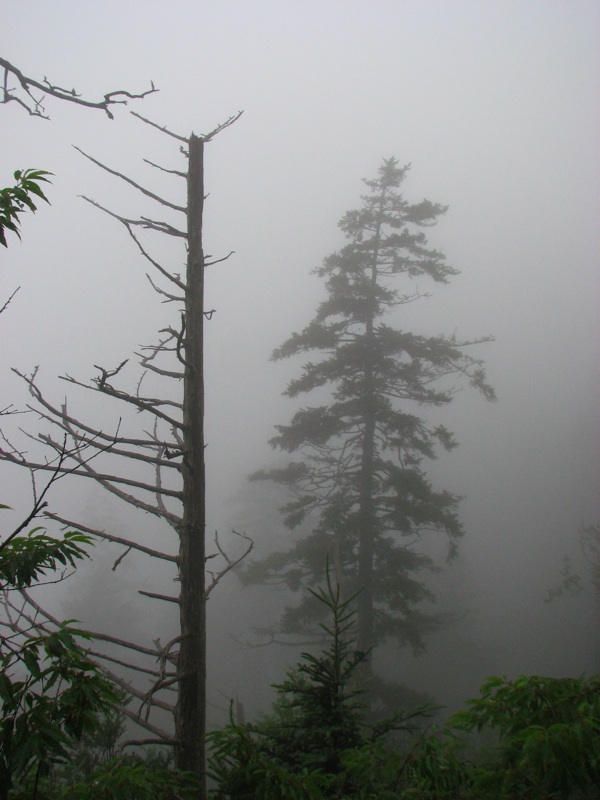 Misty View From The Alum Cave Trail - 12