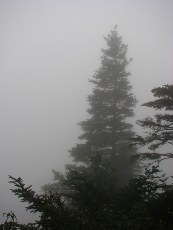 Misty View From The Alum Cave Trail - 13