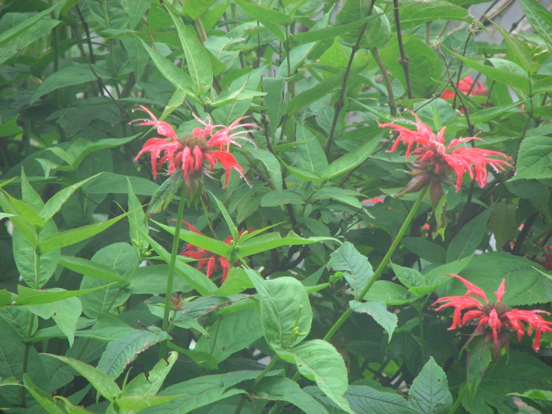 Red Flowers - 1