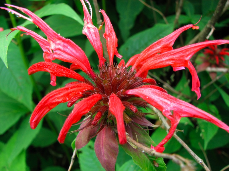 Red Flowers - 2