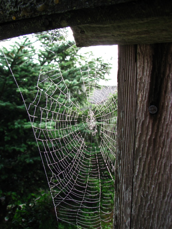 Spider Web - 2