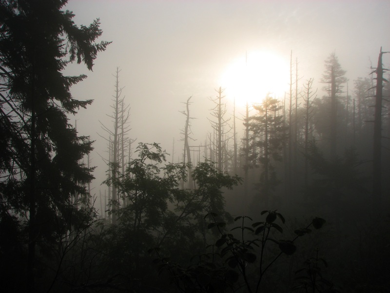 Sun Through The Fog - 1