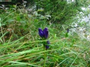 thumbnail of "Blue Flowers - 1"