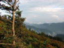 thumbnail of "Cliff Top Foliage"