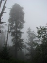 Thumbnail of Image- Foggy Trees Off The Trail - 3