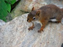 thumbnail of "LeConte Squirrel - 2"