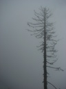 thumbnail of "Misty Tree"