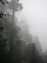 thumbnail of "Misty View From The Alum Cave Trail - 05"