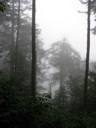 thumbnail of "Misty View From The Alum Cave Trail - 06"