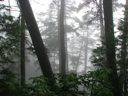 thumbnail of "Misty View From The Alum Cave Trail - 10"