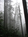 thumbnail of "Misty View From The Alum Cave Trail - 11"