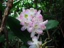 thumbnail of "Rhododendron Flowers"