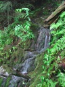 thumbnail of "Small Mossy Stream - 1"