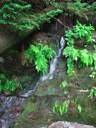 thumbnail of "Small Mossy Stream - 2"