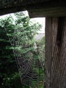 thumbnail of "Spider Web - 2"