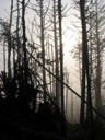 thumbnail of "Sun Through The Fog - 3"