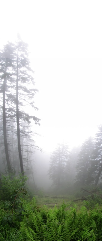 thumbnail of "Fog Off Alum Cave Trail"