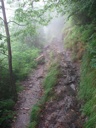 Thumbnail of Image- Misty Trail - 09