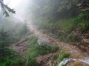 thumbnail of "Wet Trail"