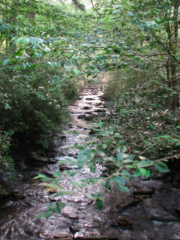 Creek Along The Alum Cave Trail - 1