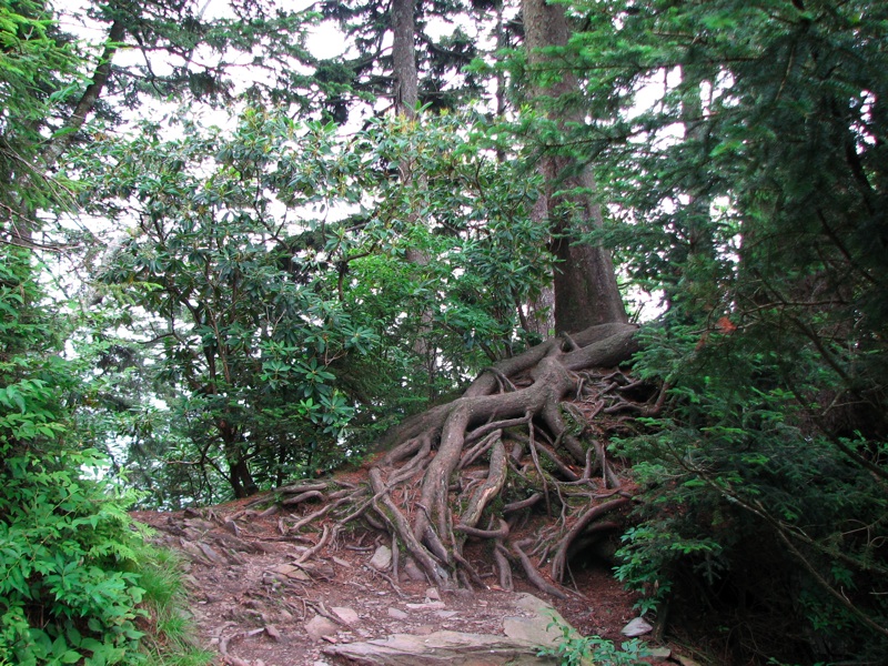 Gnarly Roots