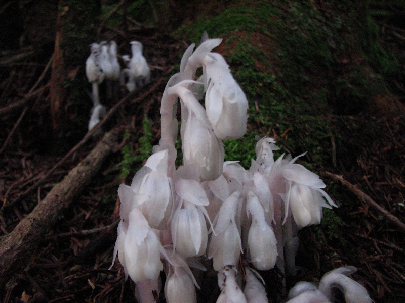 Indian Pipe