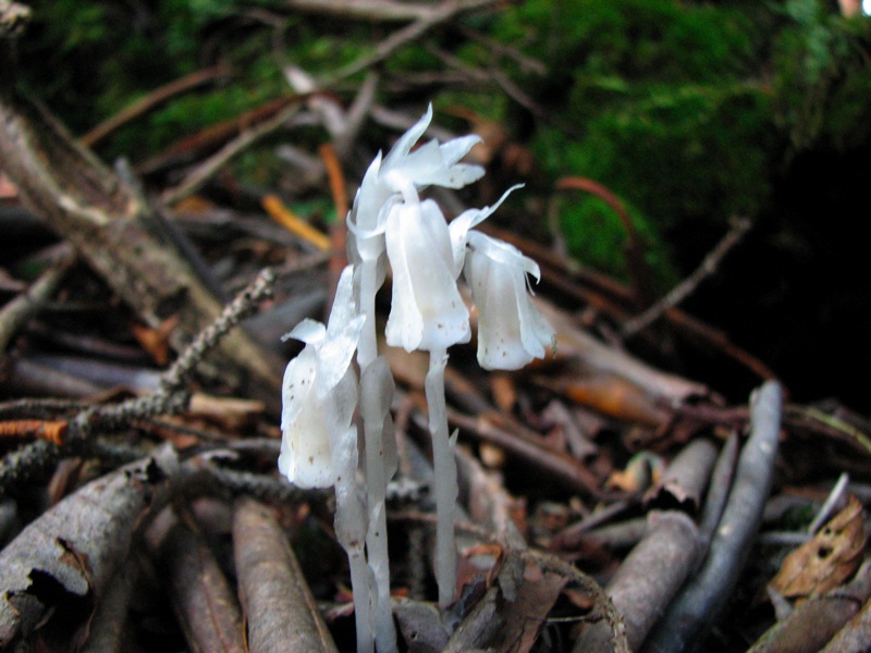 Indian Pipe On Rainbow Falls Trail