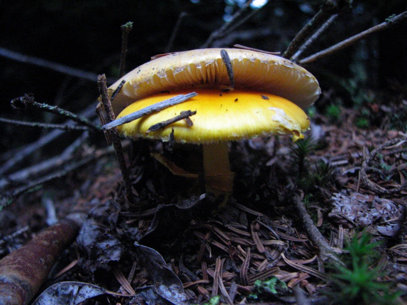 Mushrooms Towards Cliff Top - 1