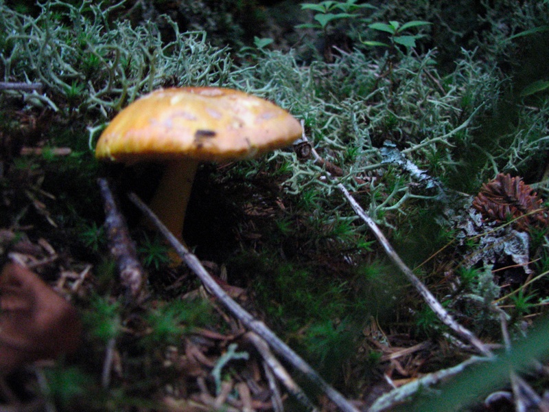 Mushrooms Towards Cliff Top - 2