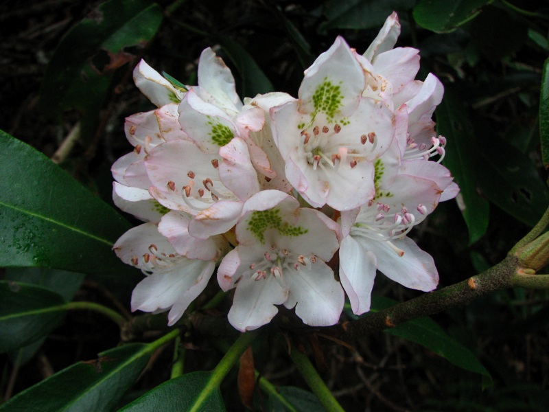 Rhododendron Flowers