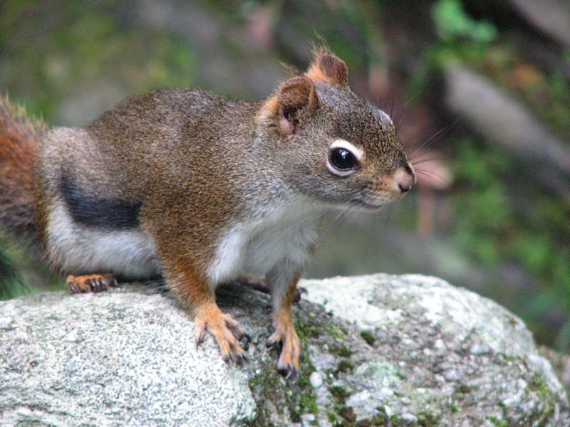 Squirrel At Rainbow Falls - 1