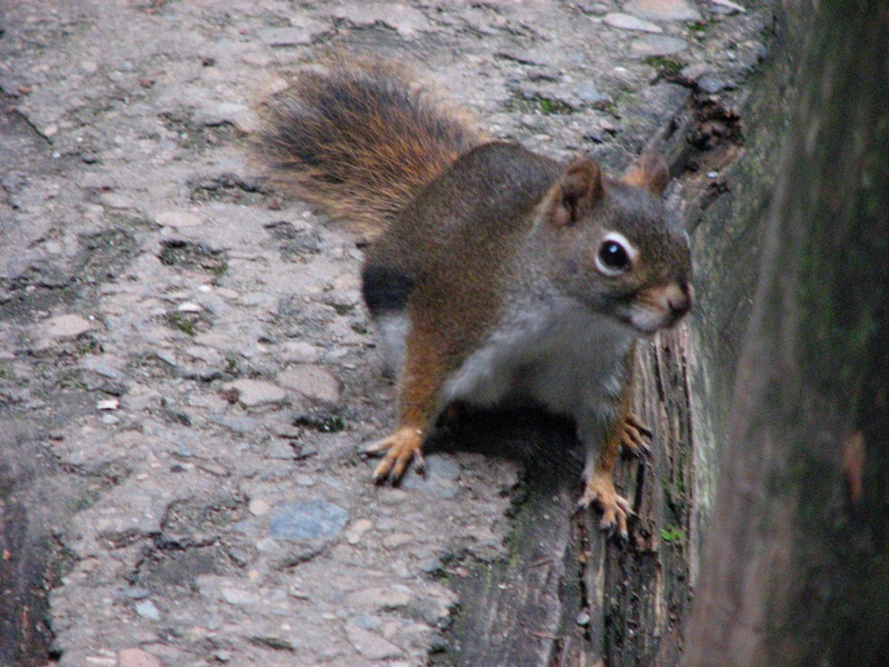 Squirrel At Rainbow Falls - 2