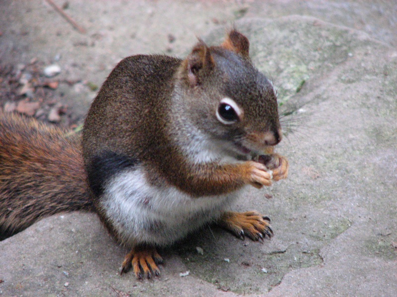 Squirrel At Rainbow Falls - 3