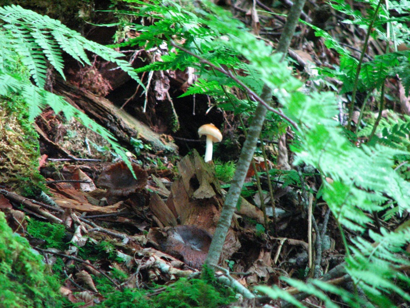 Tiny Mushroom