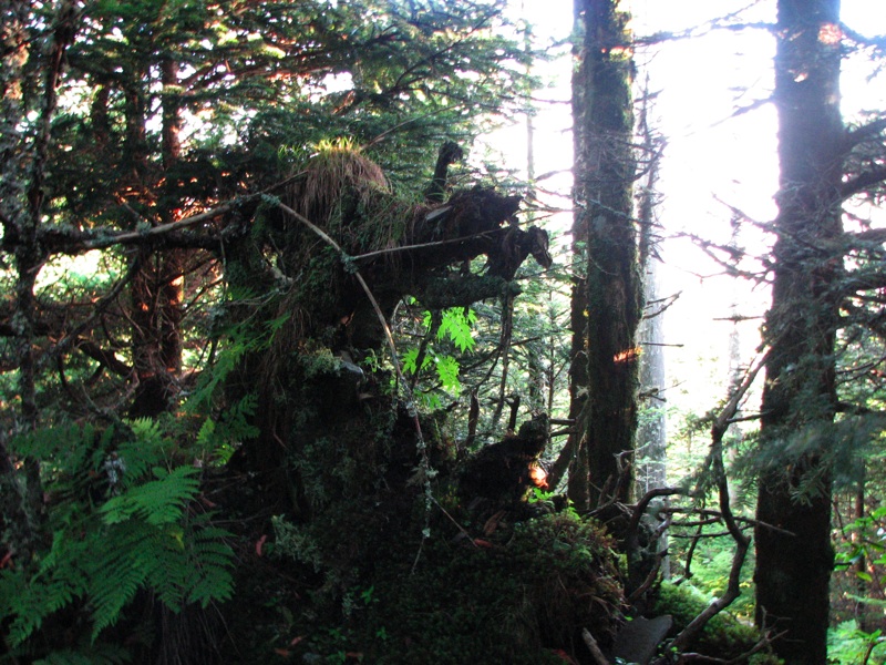 Trees Along The Myrtle Point Trail - 1