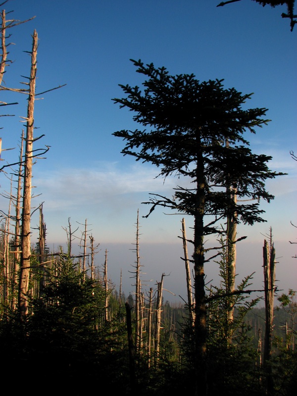 Trees Along The Myrtle Point Trail - 2