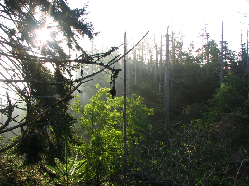 Trees Along The Myrtle Point Trail - 3