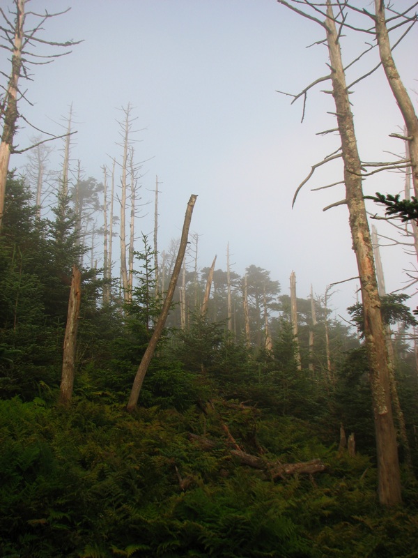 Trees Along The Myrtle Point Trail - 4