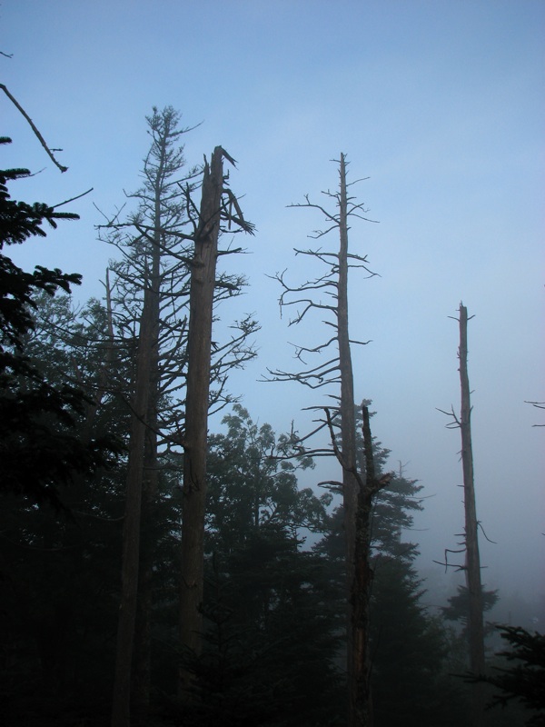 Trees Along The Myrtle Point Trail - 5