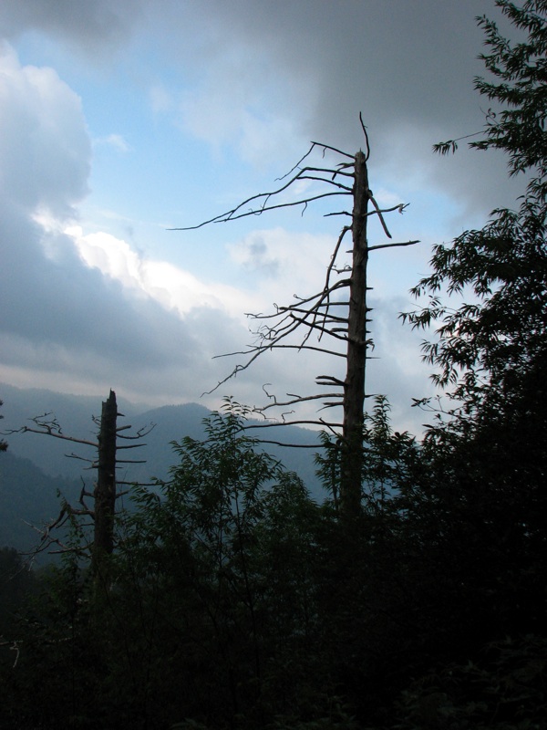 View From The Alum Cave Bluff Trail - 04